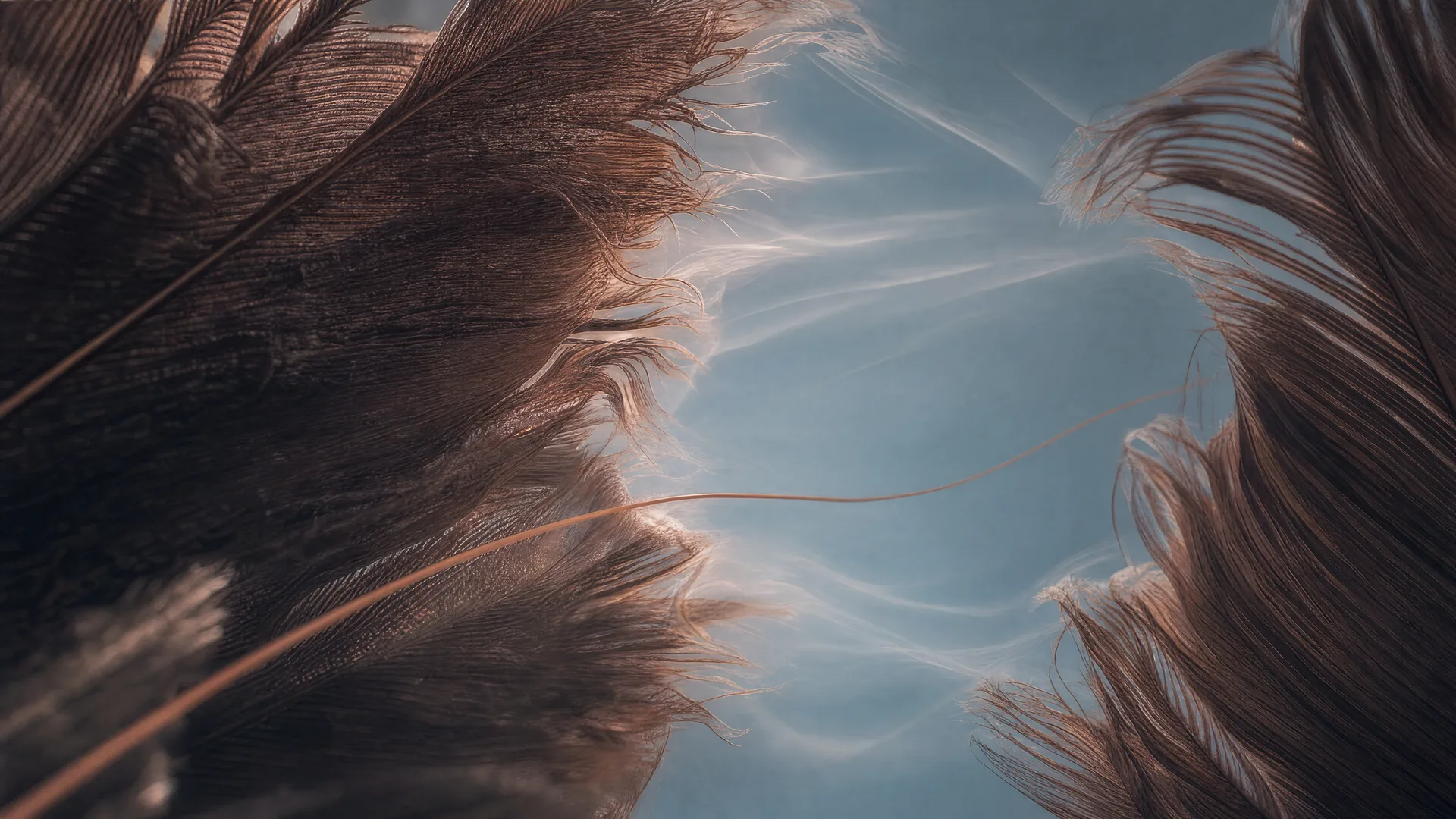 Rose-lit condor feathers opening into a calm blue atmospheric field